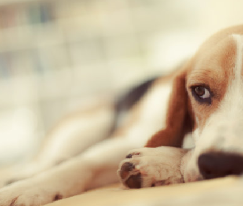 Kiçik köpəklərdə Canine Parvovirus'u tanımaq və idarə etmək