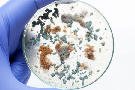 BAIBO Biotexnologiyası tərəfindən Tripticase Soy Broth ilə etibarlı mikrob yetişdirilməsini təmin etmək: Qlobal laboratoriyalar üçün üstünlük seçimi