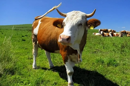 İnqilablaşdıran Bovine Hamiləlik Aşkarlanması: Babio flüoresancılığı sürətli test dəsti