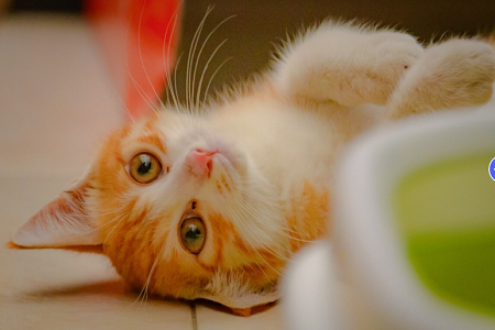 Babio Feline / Canine Ürək qurdu Antigen (FCHW AG) test dəsti: Dəqiq, sürətli və etibarlı pet sağlamlığı diaqnostikası