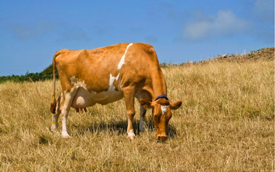 Bovine hamiləlik aşkarlanması Babio-nun floresancılığı ilə sürətli test dəsti ilə