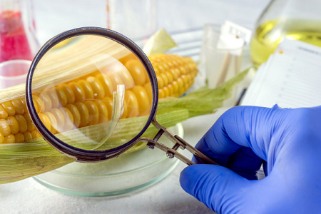 Babio'nun Ochratoxin sürətli bir test kaseti - qlobal qida təhlükəsizliyini təmin etmək