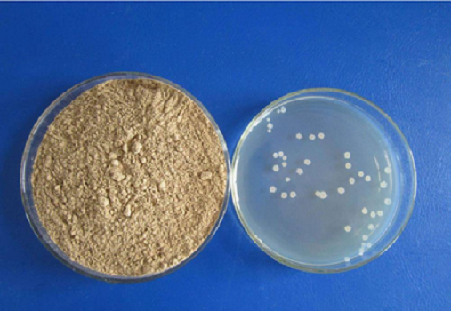 LB Orta (Lennox) Granule Babio - E. Coli Tədqiqatları üçün yüksək keyfiyyətli mədəniyyət mediası