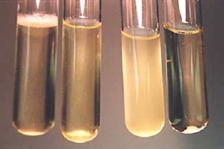 Babio qlobal mikrobiologiya laboratoriyaları üçün yüksək effektiv beyin ürək infuziya bulyonuna başlayır