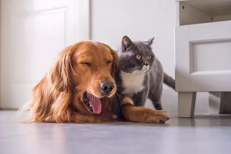 Babio, ev heyvanlarında sürətli toksoplazma antikor aşkarlanması üçün Toxo AB test dəstini təqdim edir