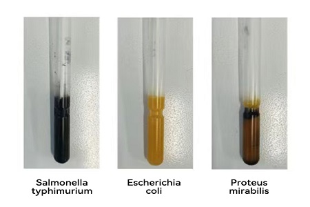 Babio etibarlı qlobal mikrob nümunəsi transfer üçün yüksək performanslı nəqliyyat vasitəsi (SS tipli) başlamışdır