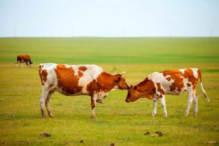 Babio, müasir maldarlıq üçün yüksək həssaslıq bovine hamiləlik sürətli test dəsti təqdim edir