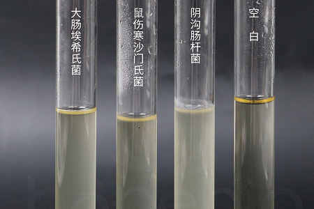 Babio Biotexnologiya Etibarlı Mikrob Becərilməsi üçün Yüksək Performanslı Beyin Ürək İnfuziyası Bulyonunu təqdim edir