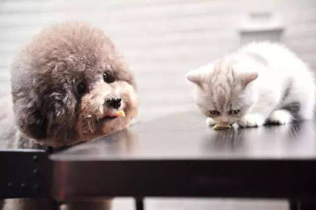 Pişiklərin Pestilisiya Virusunun Aşkarlanması üçün Sürətli FPV Ag Test Kiti